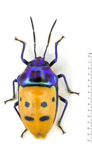 Graptophara reynaudii photographed in Brunei