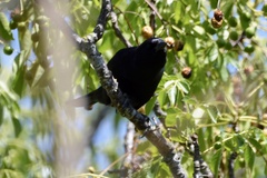 Molothrus bonariensis