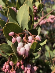 Arctostaphylos rainbowensis
