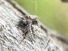 Hamataliwa grisea