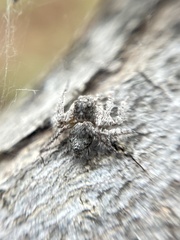 Hamataliwa grisea