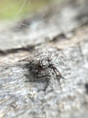 Hamataliwa grisea