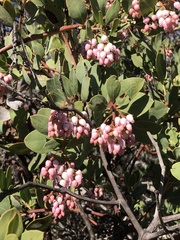 Arctostaphylos rainbowensis