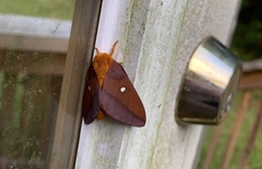 Anisota virginiensis