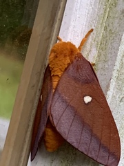 Anisota virginiensis