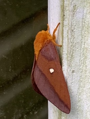 Anisota virginiensis