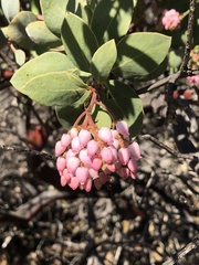Arctostaphylos rainbowensis