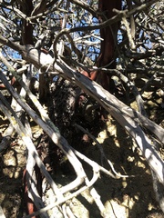 Arctostaphylos rainbowensis