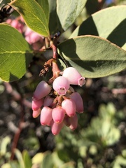 Arctostaphylos rainbowensis