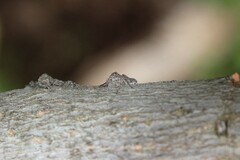 Hamataliwa grisea