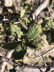 Quercus berberidifolia × engelmannii