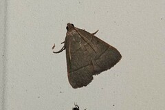 Hypsopygia nostralis