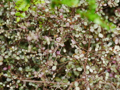 Neomyrtus pedunculata