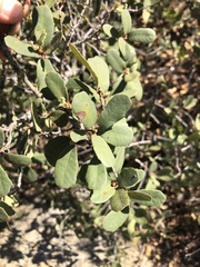 Quercus berberidifolia × engelmannii