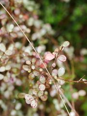 Neomyrtus pedunculata