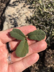 Quercus berberidifolia × engelmannii
