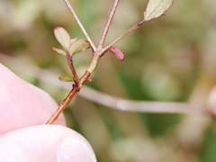 Neomyrtus pedunculata
