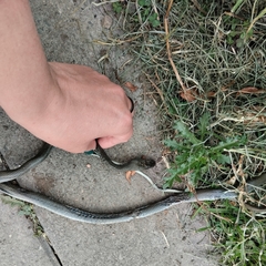 Mastigodryas boddaerti