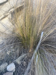 Muhlenbergia rigens