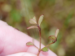 Neomyrtus pedunculata
