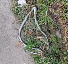 Mastigodryas boddaerti