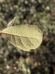 Quercus berberidifolia × engelmannii