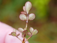 Neomyrtus pedunculata