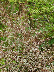 Neomyrtus pedunculata