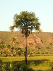 Mauritia flexuosa
