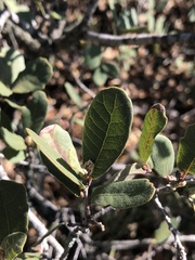 Quercus berberidifolia × engelmannii
