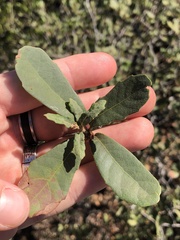 Quercus berberidifolia × engelmannii
