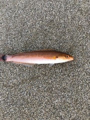 Halichoeres californicus