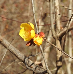 Cochlospermum