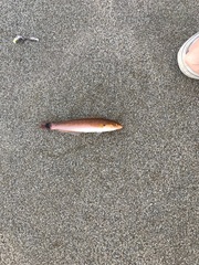 Halichoeres californicus