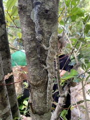 Mokopirirakau granulatus