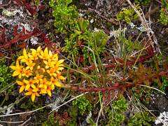 Quinchamalium chilense