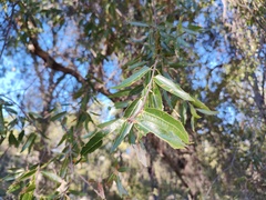 Quercus brandegeei