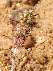 Cardionema ramosissimum