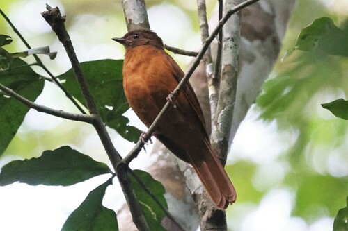 Fraser's Rufous Thrush (Stizorhina fraseri), photo 7