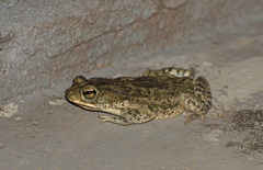 Rhinella granulosa