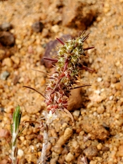 Cardionema ramosissimum