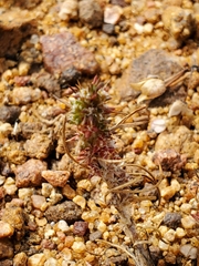 Cardionema ramosissimum