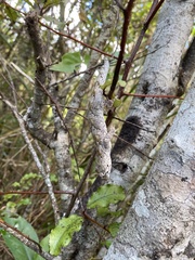 Mokopirirakau granulatus