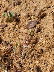 Cardionema ramosissimum