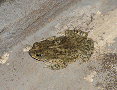 Rhinella granulosa