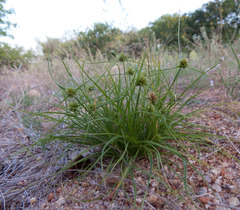 Cyperus uncinulatus