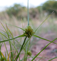 Cyperus uncinulatus