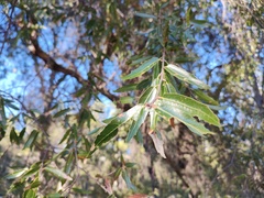 Quercus brandegeei