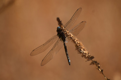 Rhionaeschna psilus