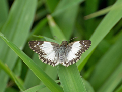 Heliopetes omrina